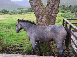 horse in the field near the tree