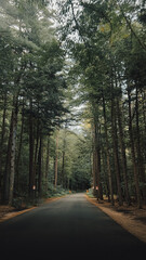 Fototapeta premium road in the woods