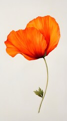 Fototapeta premium Orange Pencil Hand Painting Scribbles, Flowers, Poppy, Orchid, Rose, Abstract Image, Texture, Pattern Background, Wallpaper, Cover and Screen of Smartphone, PC, Laptop, 9:16 and 16:9 Format
