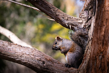 a gray-brown squirrel sits on a tree branch and a wild animal basks