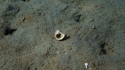 Turbinate monodont (Phorcus turbinatus) broken shell undersea, Aegean Sea, Greece, Skiathos island, Vasilias beach