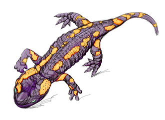 Illustration of cute fire salamander in Douarnenez coastal park. Wildlife animals. Isolated drawing for encyclopedia. Print for fabric, fashion, decoration, embroidery, wallpaper. Hand drawn vector