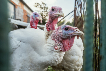 turkey, Thanksgiving, holiday, tradition, poultry