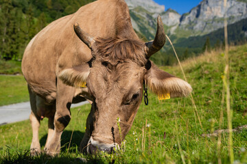 Cow on on spring meadow. Cows farm nature. Cattle eating grass, grazing on pasture. Herd of cows on an agricultural farm. Cow on lawn. Cow grazing on green meadow. Holstein cow.