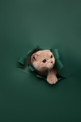 cat on the green background