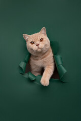 cat on the green background