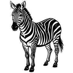 Fototapeta premium zebra vector illustration
