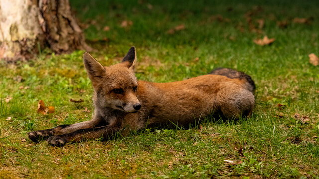 relaxed fox