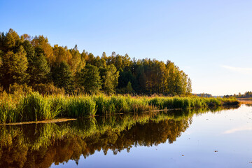 A serene river mirrors the golden hues of trees on a clear autumn day, showcasing nature’s symmetry