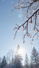 Obraz premium Icicles and droplets on branches with sunlight shining through, beautiful winter scene 