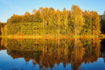 A serene river mirrors the golden hues of trees on a clear autumn day, showcasing nature’s symmetry