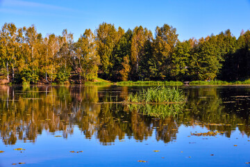 A serene river mirrors the golden hues of trees on a clear autumn day, showcasing nature’s symmetry