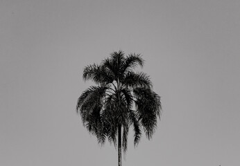 palm tree silhouette