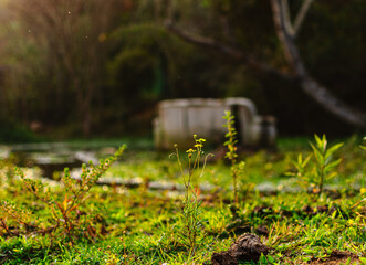 swamp with an old abandoned sofa in the background blurred flowers foreground terror