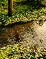 watercourse with mosses, aquatic plants and a trunk in the background