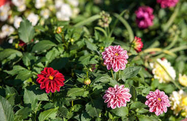 pink and white flowers