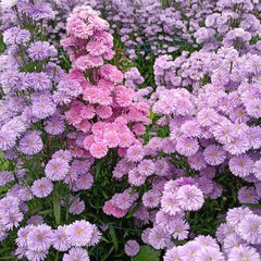 Fototapeta premium Vibrant Purple and Pink Marguerite Daisy Field