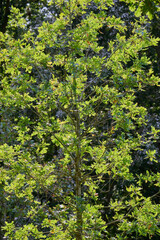 Fototapeta premium tree with leaves and the first autumn colors with backlight
