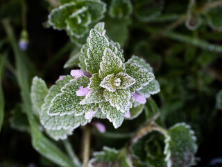 frost on leaf