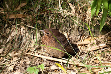 Baby Blackbird Sitting in a Messy Corner of a Country Garden