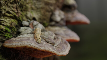 3d rendering image of a mushroom growing on a tree trunk with a peaceful natural background. Highlights texture and nature's intricacies.
