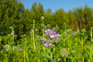 Phacelia. A purple flower. A flowering plant. Nature.