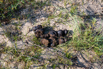 Old  horse manure piles in nature