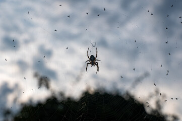 Spider on the web