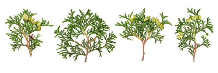 Set of Thuja occidentalis branches. Branches of evergreen coniferous tree are isolated on white background. Design elements for creating Christmas arrangements, collages, cards, patterns, frames.