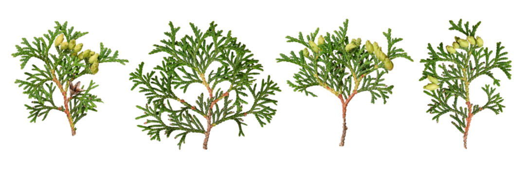 Set of Thuja occidentalis branches. Branches of evergreen coniferous tree are isolated on white background. Design elements for creating Christmas arrangements, collages, cards, patterns, frames.
