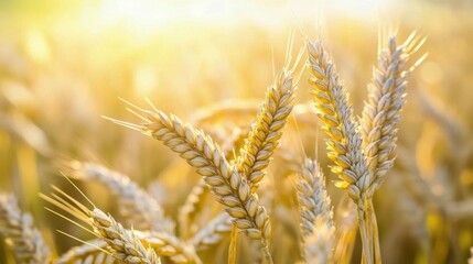Golden wheat stalks glisten under the warm sunlight in a serene agricultural field during harvest
