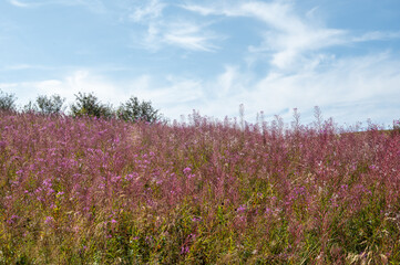 Pink flowers on a green meadow