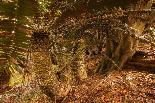 Modjadji Cycad (Encephalartos transvenosus) 16342