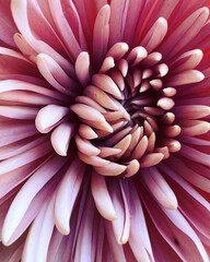 dahlia flower