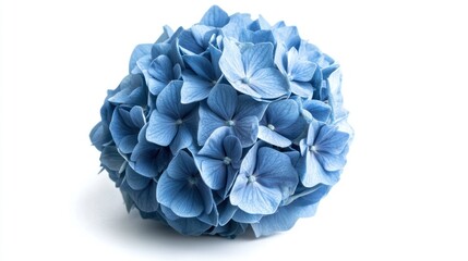 A cluster of delicate blue hydrangea flowers on a white background.