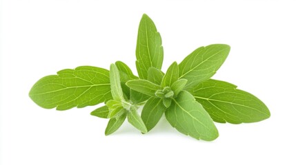Obraz premium Fresh Marjoram Leaves on White Background Generative AI