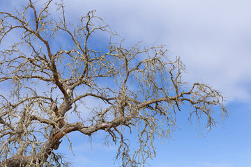 Branches of a dry tree. The sky is blue and has white clouds. The tree is bare and has no leaves. Drought concept.