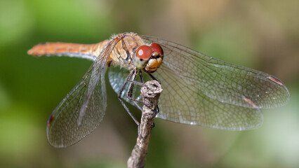 close up of a dragonfly