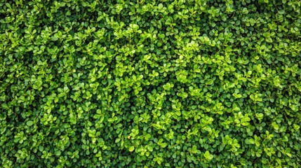A dense, vibrant green foliage background, ideal for nature-themed designs or presentations.