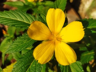 Perfect yellow flowers under the morning sun