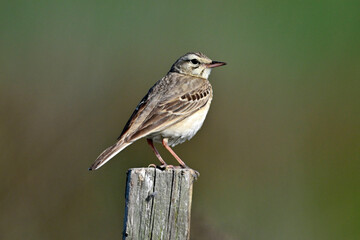 Brachpieper // Tawny Pipit (Anthus campestris) - Donaudelta, Rumänien