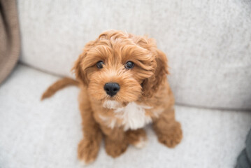 dog, cavapoo, poodle, doodle, dogs, puppy, puppies, brown dog, curly dog, pet, animal, cute, canine, breed, small, brown, portrait, adorable, fluffy, fur, doggy, pets, friend