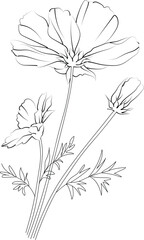 Vector sketch of Cosmos flowers, Cosmos flower line drawings, hand-painted iris flower wall art, botanical Cosmos flower wall art, simple Cosmos flower drawings, Cosmos flowers outline drawing