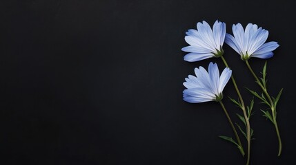 Three delicate blue flowers arranged on a dark background, emphasizing their beauty.
