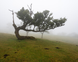 The twisted fog tree, Portugal