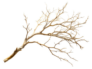 Fresh Green Branch with Vibrant Leaves Isolated on Black Background – Nature and Botany Concept transparent background