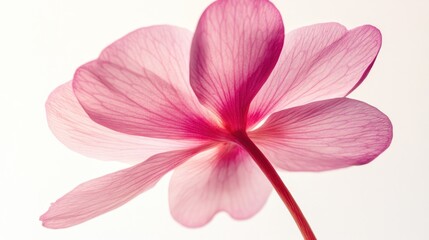 Fototapeta premium A close-up view of a delicate pink flower highlighting its translucent petals and veins.
