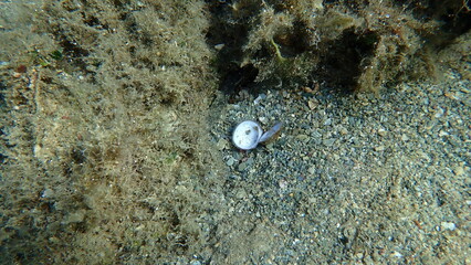 Seashell of bivalve mollusc violet bittersweet (Glycymeris nummaria) undersea, Aegean Sea, Greece, Skiathos island, Vasilias beach © Alexey