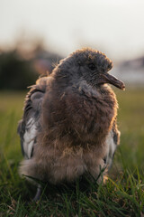 Young pigeon sitting on grass, baby bird closeup