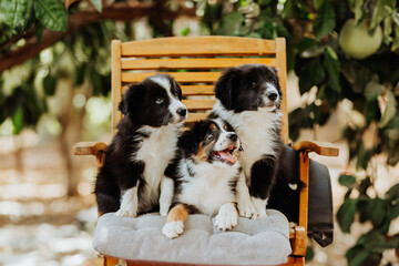 Three border collie puppies sitting on the chair